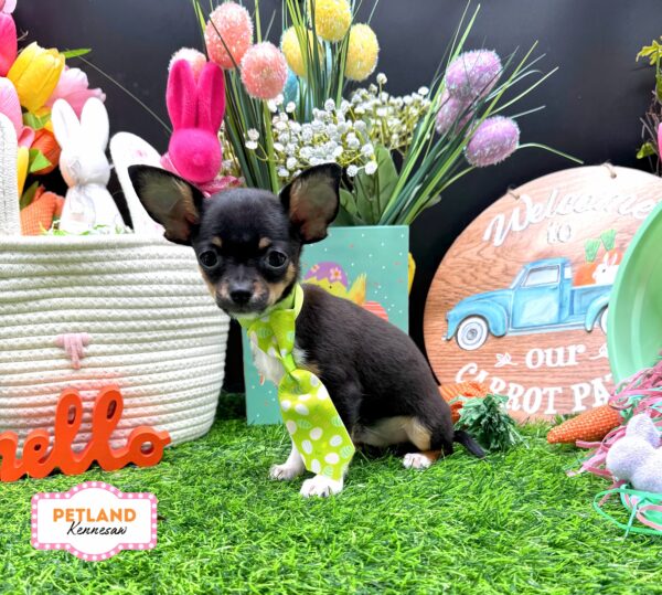 [#253200-03] Tri-Colored M Chihuahua Puppies For Sale