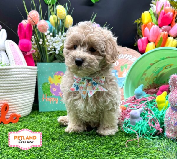 [#26190-03] Cream F Maltipoo Puppies For Sale