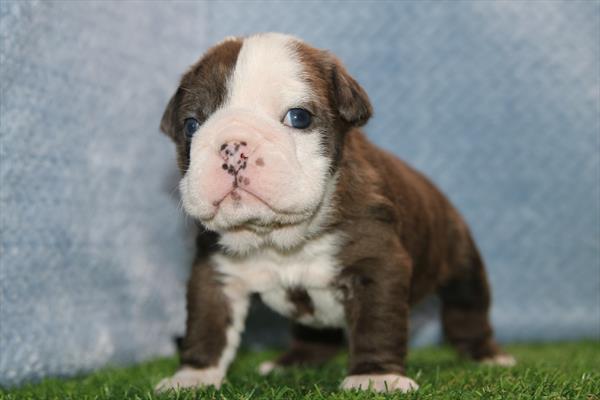 [#2657-03] Chocolate Merle F English Bulldog  Puppies For Sale