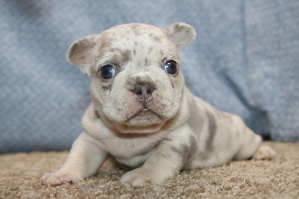 [#26446-04] M French Bulldog Puppies For Sale