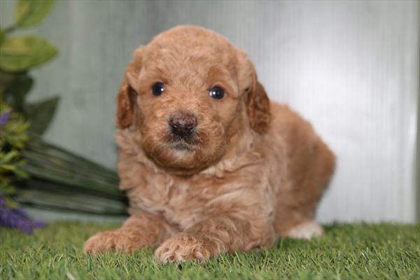 [#2669-03] Red M Goldendoodle Puppies For Sale