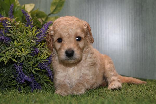 [#2669-01] Red M Goldendoodle Puppies For Sale