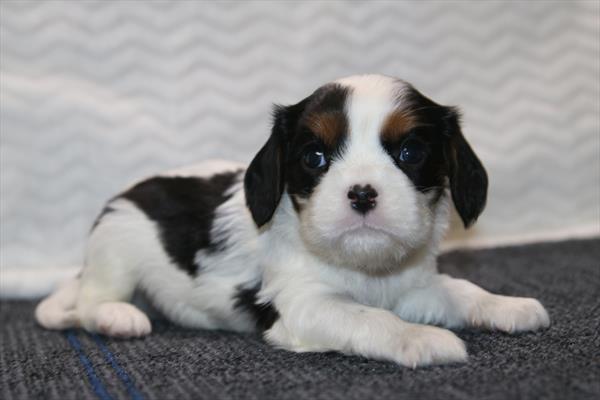 [#26342-04] M Cavalier King Charles Spaniel Puppies For Sale