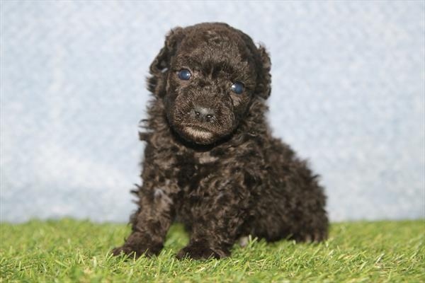 [#26322-02] Black M Poodle Mini Puppies For Sale