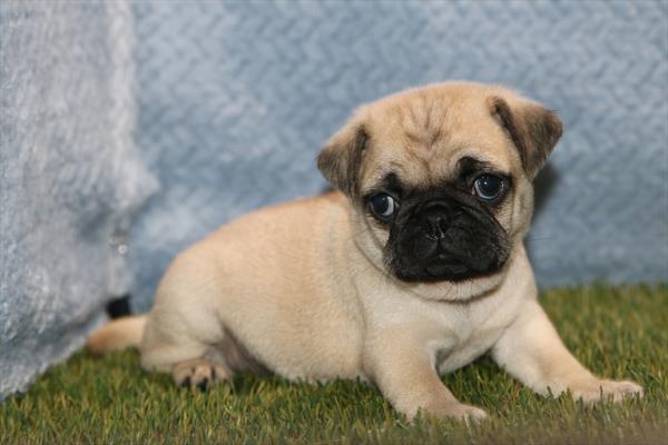 [#26442-02] Fawn F Pug Puppies For Sale