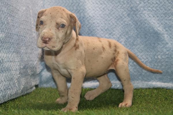 [#2660-08] Lilac Merle F Great Dane Puppies For Sale