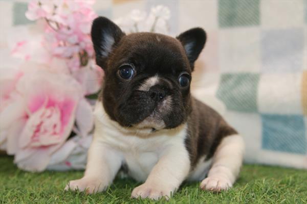[#26547-02] Brindle / White F French Bulldog Puppies For Sale