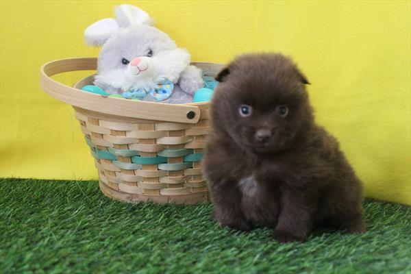 [#26519-02] Chocolate M Pomeranian Puppies For Sale