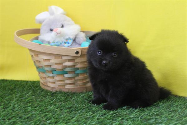 [#26519-04] Black F Pomeranian Puppies For Sale