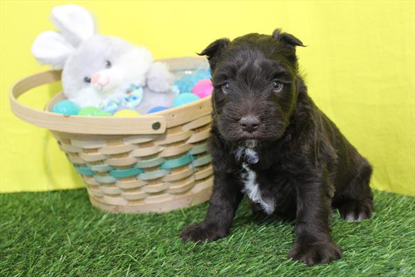 [#26517-02] Chocolate M Miniature Schnauzer Puppies For Sale