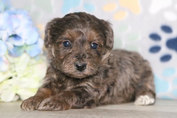 [#26542-01] Blue Merle M Yorkiepoo Puppies For Sale
