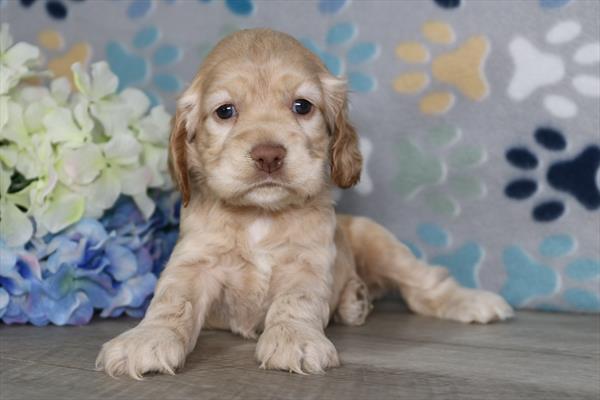 [#26531-05] Buff F Cocker Spaniel Puppies For Sale