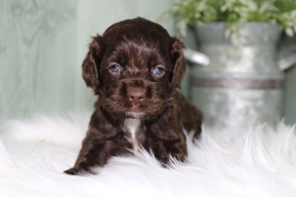 [#26514-01] Chocolate M Cocker Spaniel Puppies For Sale