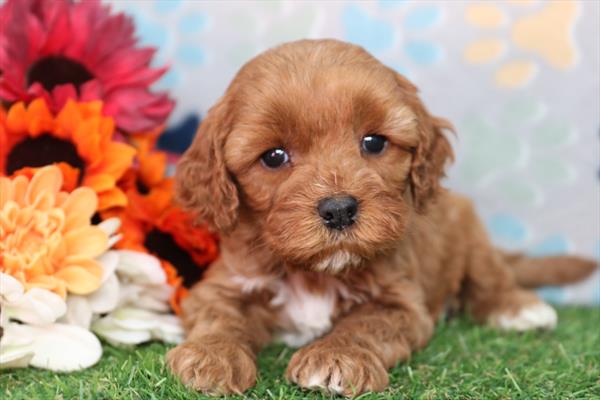 [#26559-01] Red / White M Cavapoo F1B Puppies For Sale