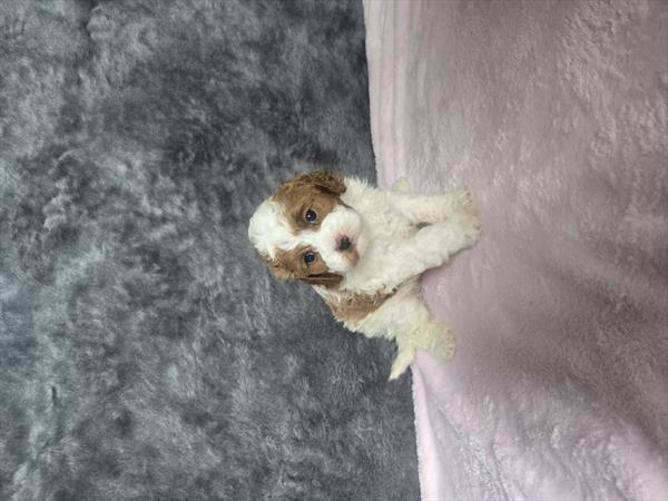 [#26523-03] Red / White F Cavapoo F1B Puppies For Sale
