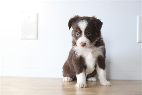 [#26616-02] Red Tan / White M Miniature Australian Shepherd Puppies For Sale