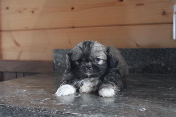 [#26549-02] Dark Sable M Pekingese Puppies For Sale