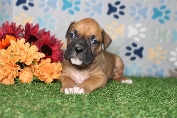 [#2681-05] Fawn F Boxer Puppies For Sale