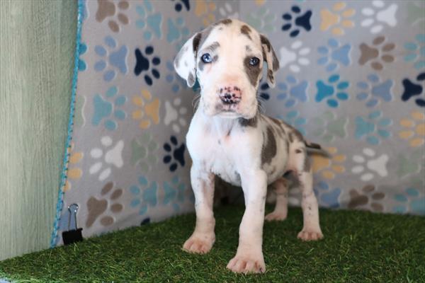 [#2677-05] Harlequin F Great Dane Puppies For Sale