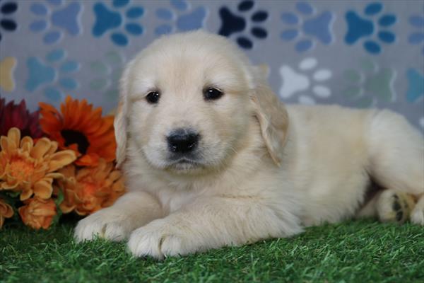 [#2682-06] Golden F Golden Retriever Puppies For Sale