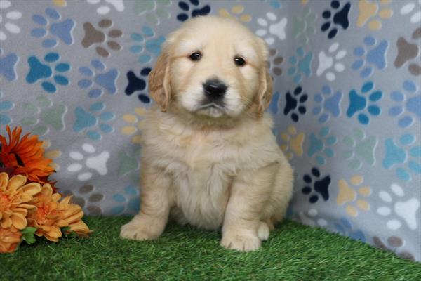 [#2682-03] Golden M Golden Retriever Puppies For Sale