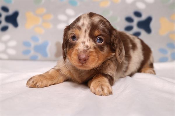 [#26490-02] Chocolate F Dachshund Puppies For Sale