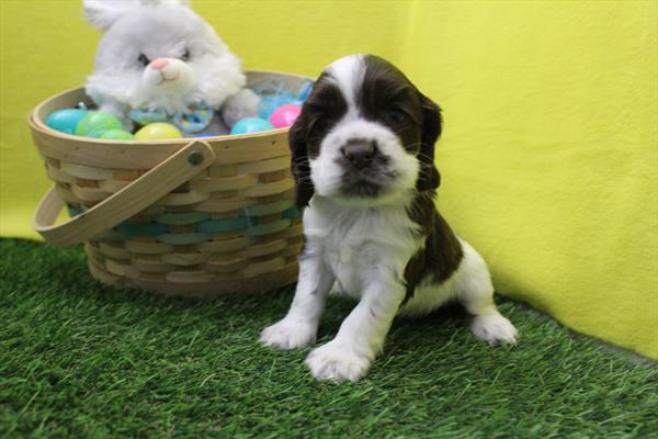 [#26593-07] Chocolate / White F Cocker Spaniel Puppies For Sale