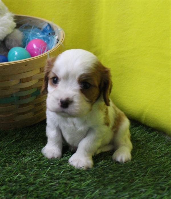 [#26594-02] Blenheim M Cavalier King Charles Spaniel Puppies For Sale