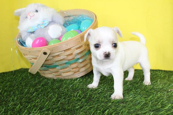 [#26582-02] White F Chihuahua Puppies For Sale