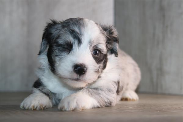 [#26568-03] Blue Merle / White M Aussiechon Puppies For Sale