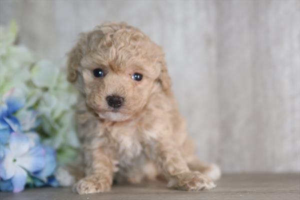 [#26567-04] Light Red F Poodle Mini Puppies For Sale