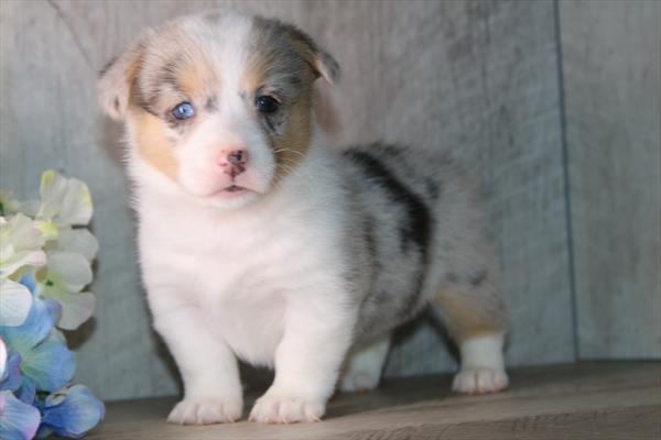 [#26566-07] Blue Merle / White F Pembroke Welsh Corgi Puppies For Sale