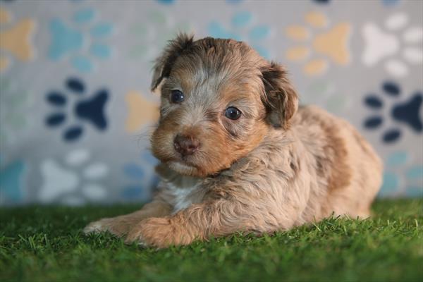 [#26645-02] Chocolate Merle M Havapoo Puppies For Sale