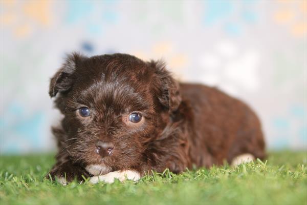 [#26645-06] Chocolate F Havapoo Puppies For Sale