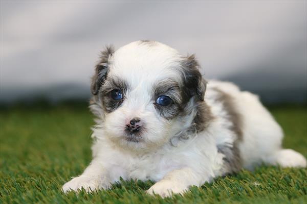 [#26487-04] Brown M ShihPoo Puppies For Sale