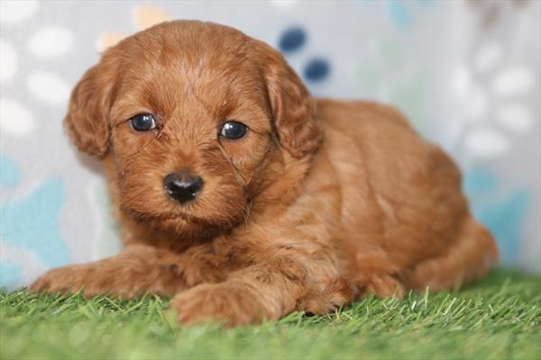 [#26598-01] Red F Cavapoo F1B Puppies For Sale