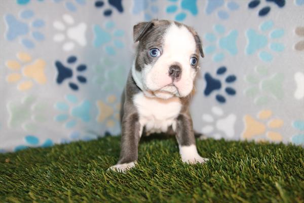 [#26614-02] Blue / White M Boston Terrier Puppies For Sale