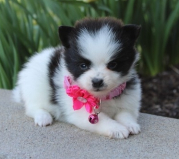 [#26666-02] Black / White F Pomeranian Puppies For Sale