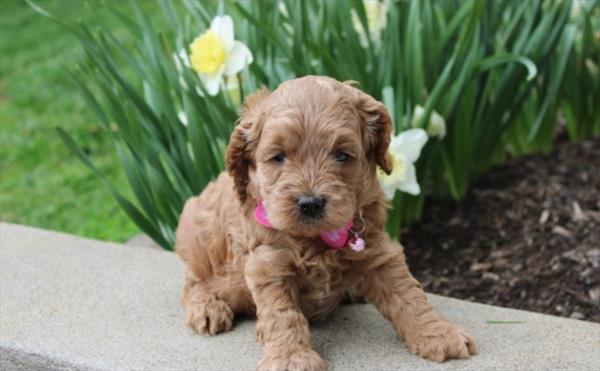 [#26674-03] Red F Cock A Poo Puppies For Sale