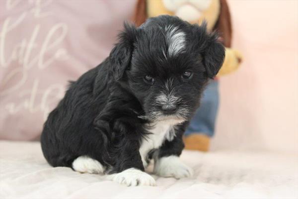 [#26556-03] Black / White F Miniature Schnauzer Puppies For Sale