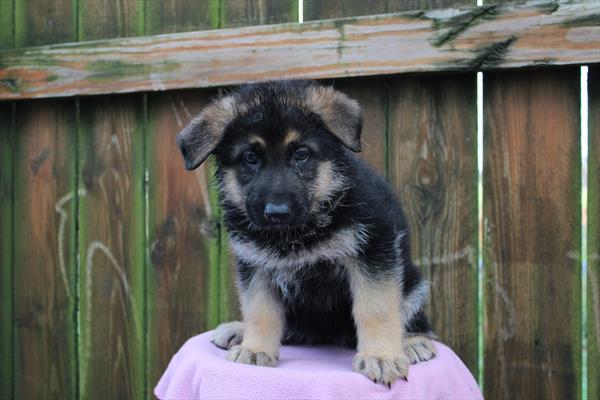 [#26841-03] Black / Tan F German Shepherd Dog Puppies For Sale