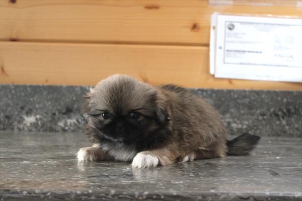 [#26550-03] Sable F Pekingese Puppies For Sale
