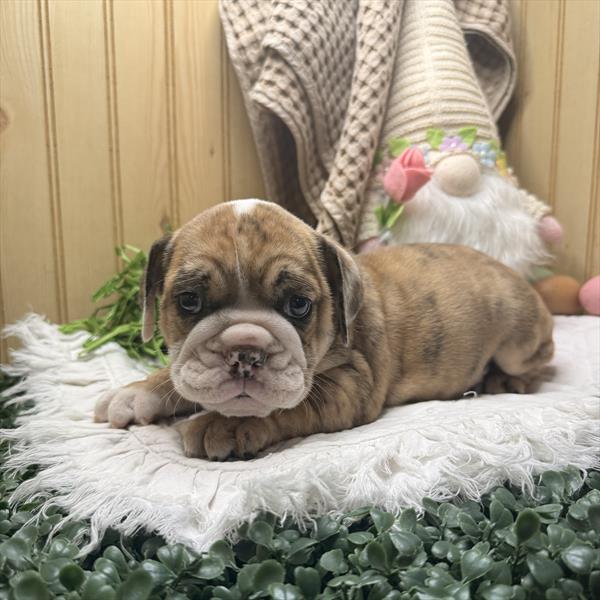 [#26607-04] Lilac Merle M Beabull Puppies For Sale