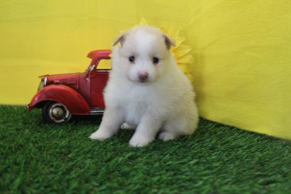 [#26621-02] Cream F Pomeranian Puppies For Sale