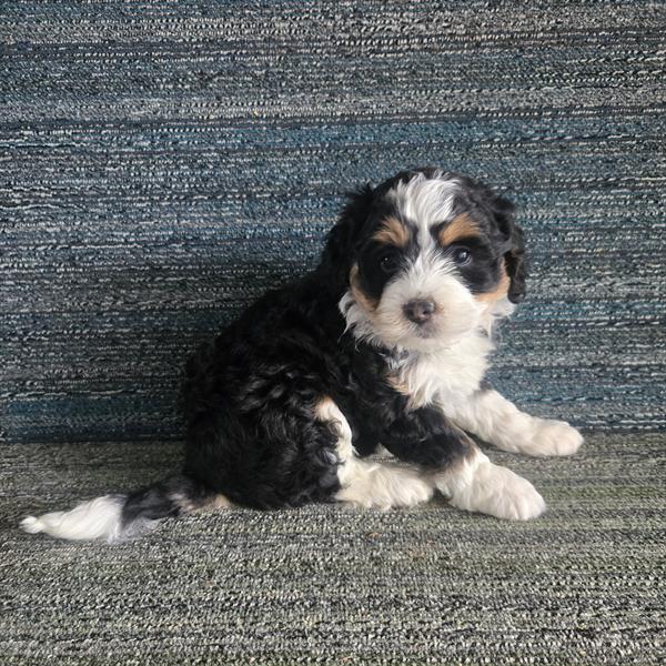 [#26731-06] Tri-Colored F Bernedoodle Puppies For Sale