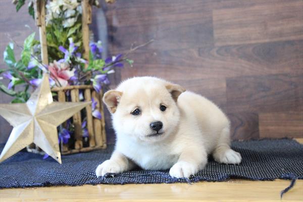 [#26663-01] Cream F Shiba Inu Puppies For Sale