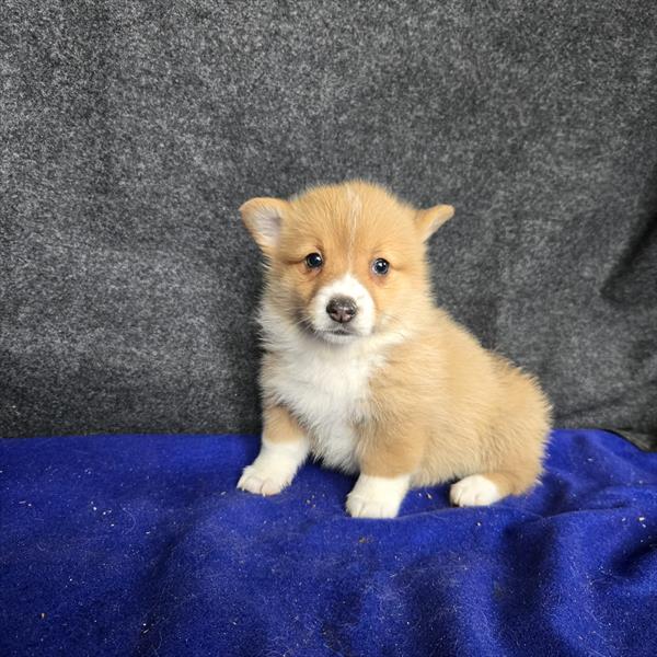 [#26604-04] Red / White F Pembroke Welsh Corgi Puppies For Sale