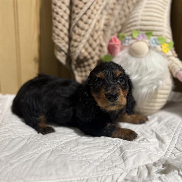 [#26527-01] Black / Tan M Dachshund Puppies For Sale