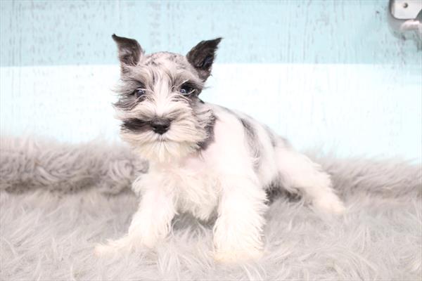[#26533-01] Blue Merle / White F Miniature Schnauzer Puppies For Sale