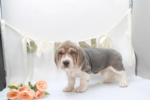 [#26493-06] Gray / White M Walrus Puppies For Sale